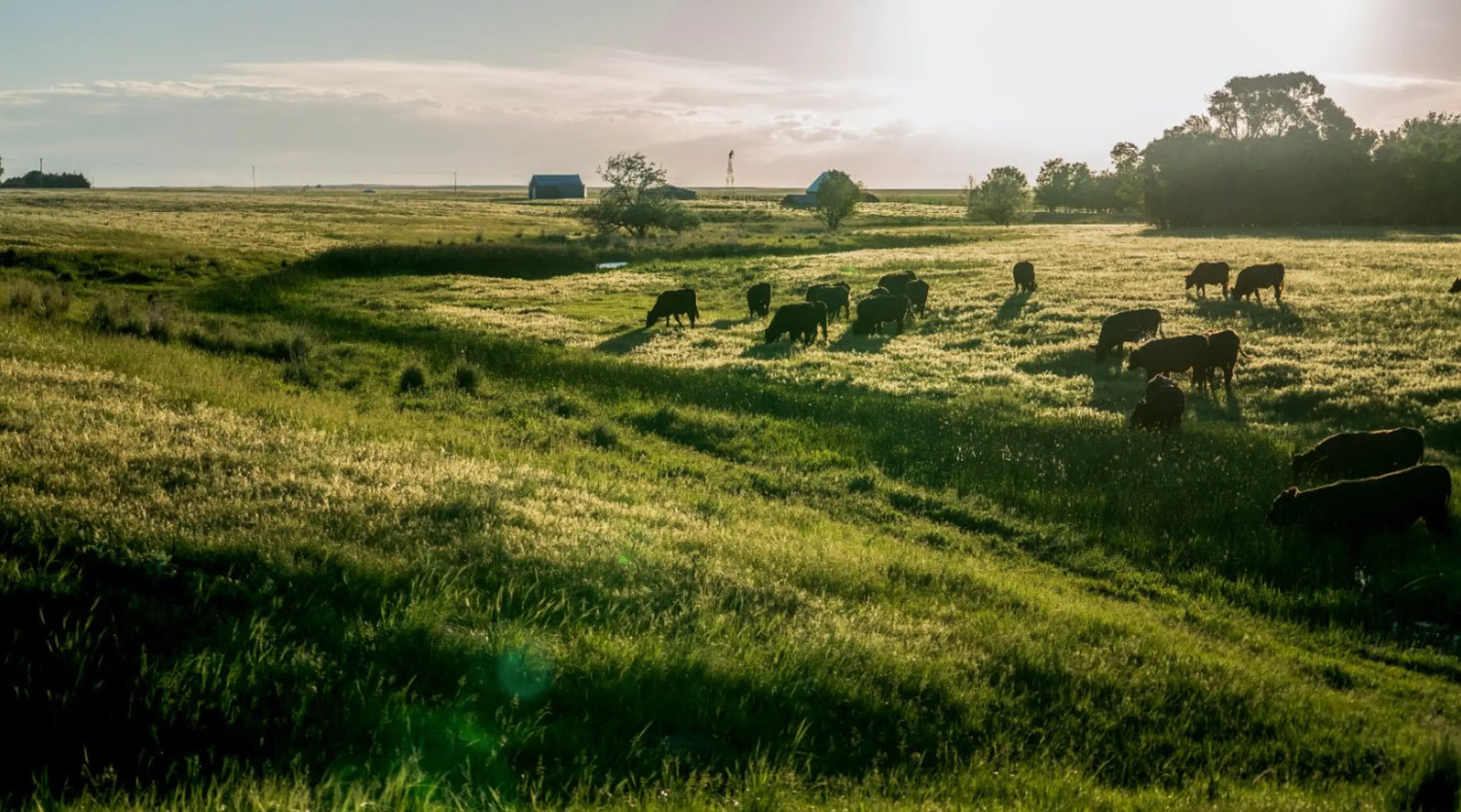 What-s-the-big-deal-about-grass-fed-beef Prosper Meats